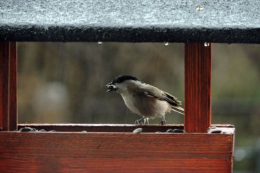 A wet marsh tit with a sunflower seed in its beak sitting inside a wooden bird feeder