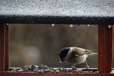 A wet marsh tit eating sunflower seeds inside a wooden bird feeder on a rainy day