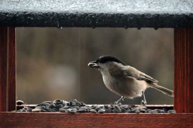 A wet marsh tit with a sunflower seed in its beak sitting inside a wooden bird feeder