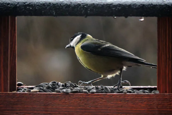 Great Tit Sitting Wooden Bird Feeder — Stock Fotó