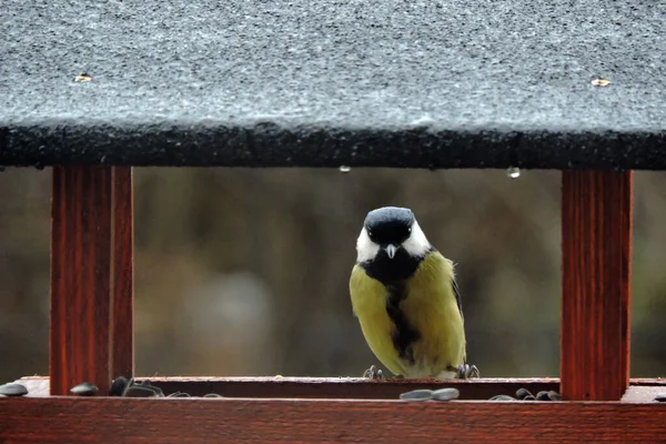 Great Tit Sitting Wooden Bird Feeder — 스톡 사진