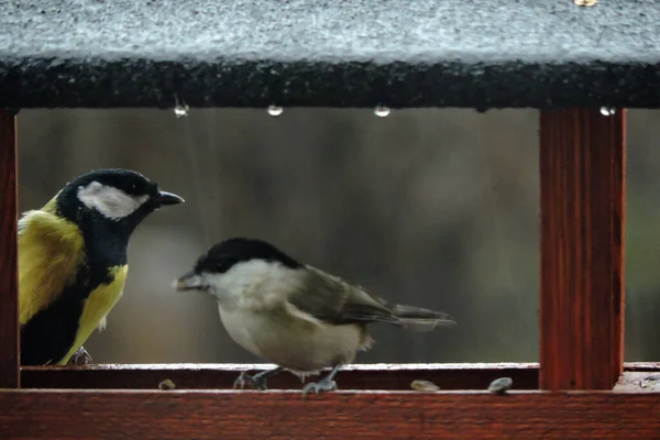 Great Tit Marsh Tit Sunflower Seed Its Beak Sitting Wooden — Fotografia de Stock