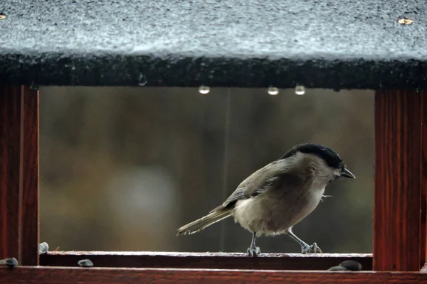 Marsh Tit Wooden Bird Feeder Rainy Day — 图库照片