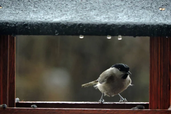 Marsh Tit Wooden Bird Feeder Rainy Day — Φωτογραφία Αρχείου