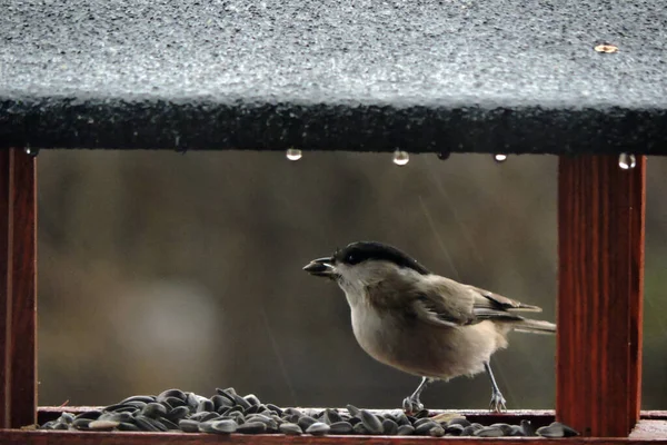 Wet Marsh Tit Sunflower Seed Its Beak Sitting Wooden Bird — ストック写真