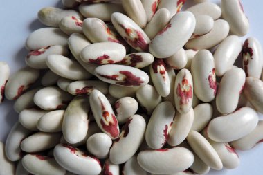 Polonya Bağımsızlık Fasulyelerinin renkli tohumları yakın plan, beyaz arka plan