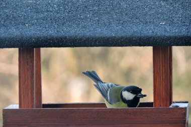 The great tit with a sunflower seed in its beak sitting in a wooden bird feeder 