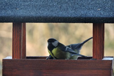 Two great tits sitting in a wooden bird feeder 