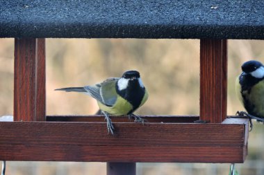 Two great tits sitting in a wooden bird feeder 