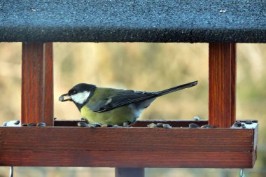 The great tit with a sunflower seed in its beak sitting in a wooden bird feeder 
