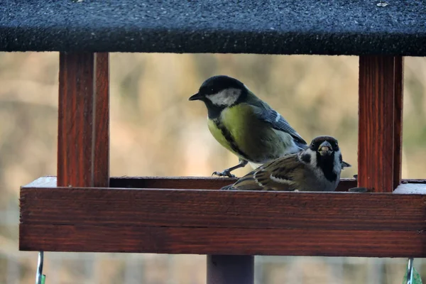 Great Tit Tree Sparrow Sitting Brown Wooden Bird Feeder Eating — Φωτογραφία Αρχείου