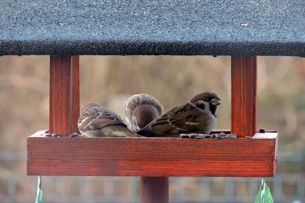 Três Pardais Árvores Sentados Dentro Alimentador Pássaros Madeira Marrom Comendo — Fotografia de Stock