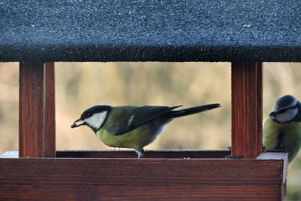 Great Tit Sunflower Seed Its Beak Eurasian Blue Tit Sitting — Φωτογραφία Αρχείου