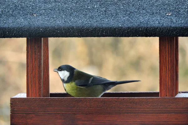 Great Tit Sitting Brown Wooden Bird Feeder Blurred Background — Stock Photo, Image