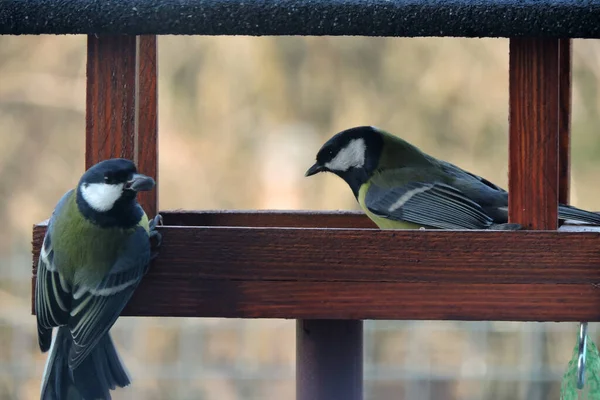 Great Tits Sunflower Seeds Beaks Sitting Wooden Bird Feeder — 스톡 사진