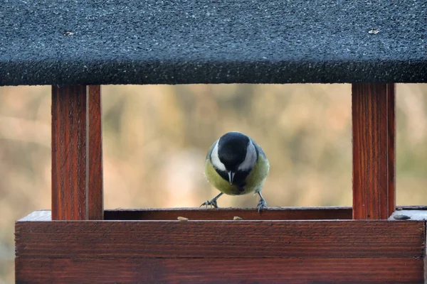 Great Tit Sitting Brown Wooden Bird Feeder Blurred Background — Photo