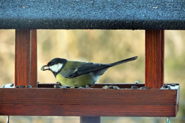 Great Tit Sunflower Seed Its Beak Sitting Wooden Bird Feeder — Photo