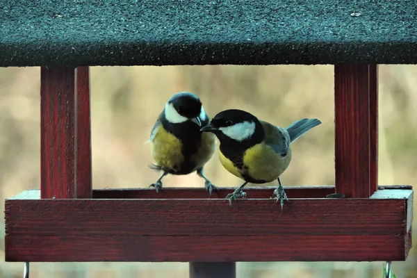 Two Great Tits Sitting Wooden Bird Feeder — 스톡 사진