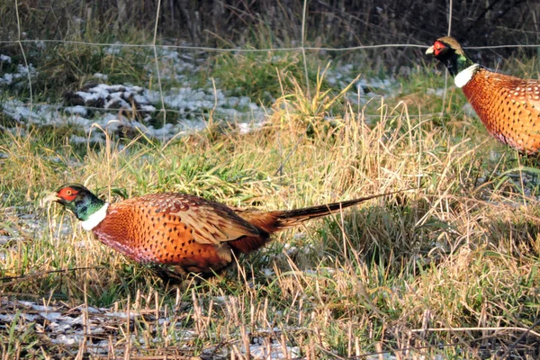 Deux Faisans Mâles Debout Dans Une Prairie Soleil Herbe Verte — Photo