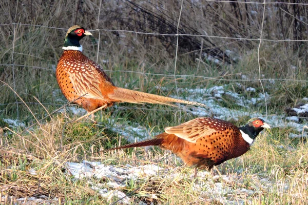 Deux Faisans Mâles Debout Dans Une Prairie Soleil Herbe Verte — Photo