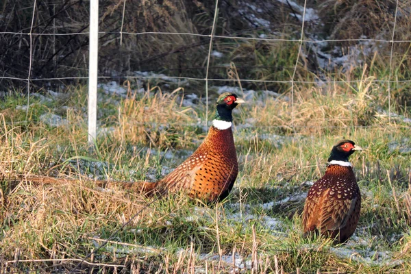 Två Manliga Fasaner Står Äng Solljuset Grönt Och Torrt Gräs — Stockfoto