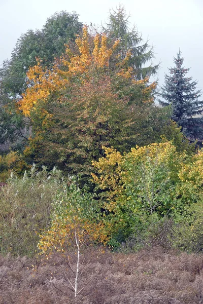 秋初黄绿相间的树木全景 — 图库照片
