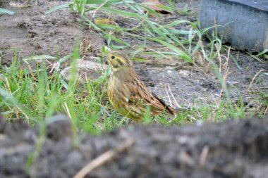 Yeşil çimlerin arkasında yerde oturan bir sarı çekiç portresi.