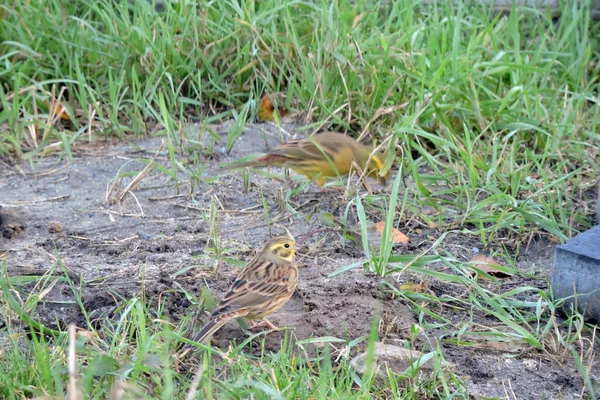 Retrato Yellowhammer Sentado Chão Atrás Grama Verde — Fotografia de Stock