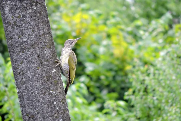 Picchio Verde Europeo Muta Giovanile Che Sale Pilone Cemento Alberi — Foto Stock