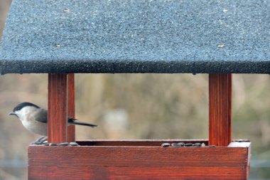A marsh tit inside a wooden bird feeder 