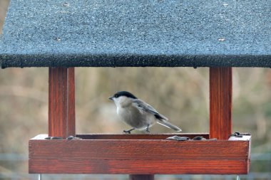 A marsh tit inside a wooden bird feeder 