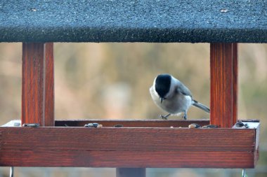 A marsh tit inside a wooden bird feeder 