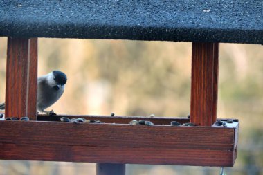 A marsh tit inside a wooden bird feeder 