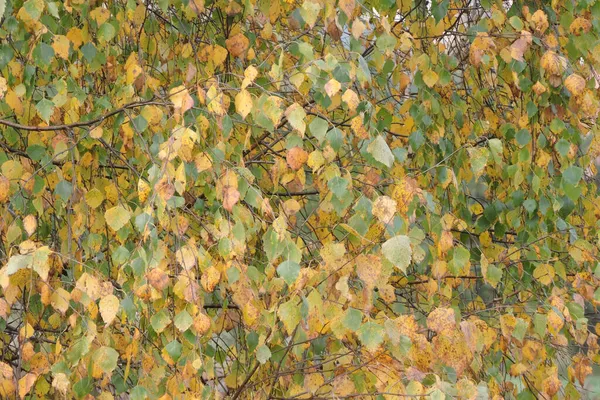 秋の初めに黄色と緑の白樺の葉 — ストック写真