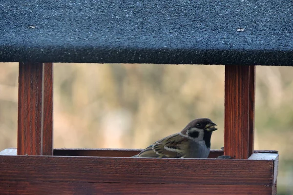Tree Sparrow Sitting Brown Wooden Bird Feeder Eating Sunflower Seeds — Stock Photo, Image