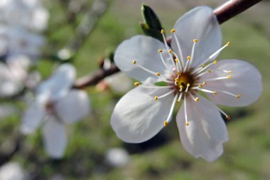 Mirabelle eriğinin beyaz çiçeğinin kabuğu. Yakın plan, güneşli bir gün ve bulanık bir arkaplan.