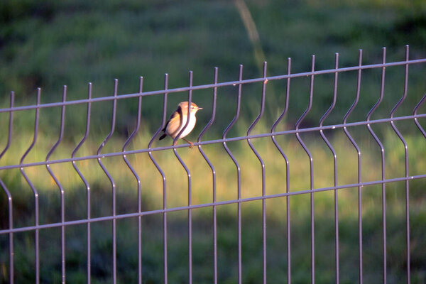 A willow warbler sitting sitting on a fence made of welded wire mesh panels, blurred background