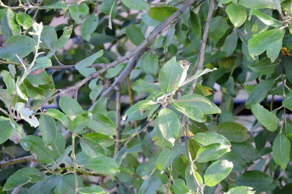 Seekor Willow Warbler Duduk Cabang Dan Tersembunyi Balik Daun Hijau — Stok Foto