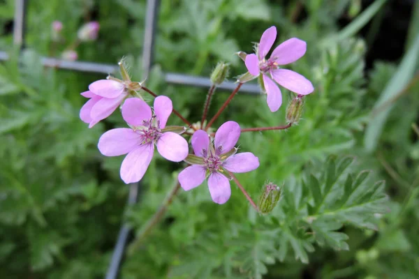 Çiçek açmış kırmızı bir dolgu, pembe çiçekler, tomurcuklar ve yeşil yapraklar.