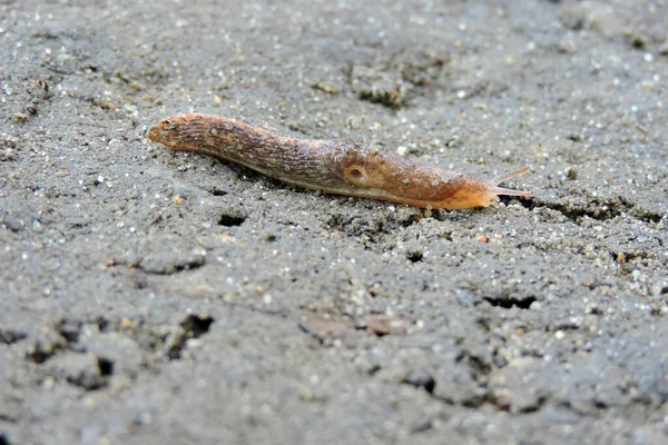다니는 들판의 민달팽이 — 스톡 사진