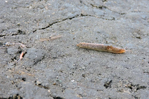 Grey Field Slug Long Common Earthworm Crawling Wet Dirt — Foto Stock