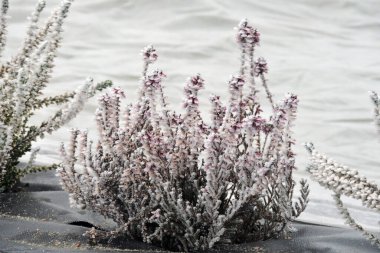 Mor bir kenevir çiçeğinin yakın plan resmi.