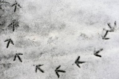 Karda sülün izleri.