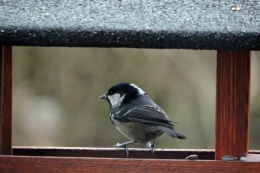 A coal tit inside a wooden bird feeder