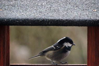 A coal tit inside a wooden bird feeder