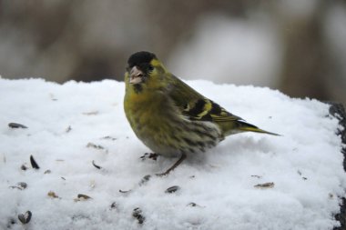 Karda oturup ayçekirdeği yiyen Avrasyalı bir erkeğin portresi.