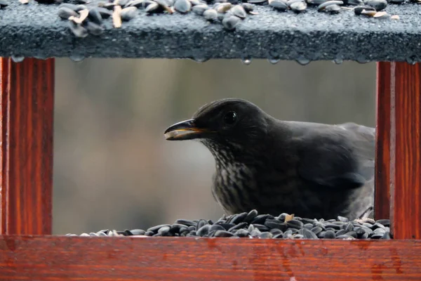 Merle Eurasien Femelle Brun Foncé Assis Intérieur Mangeur Oiseaux Bois — Photo