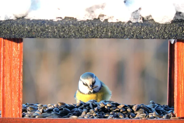 Eurasian Blue Tit Sitting Wooden Bird Feeder Sunflower Seed Its — Stok fotoğraf