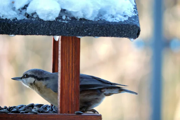Una Nupaglia Legno Seduta All Interno Una Mangiatoia Uccelli Legno — Foto Stock