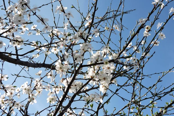 Flores Blancas Ciruela Mirabelle Brotando Brotes Verdes Día Soleado Cielo — Foto de Stock